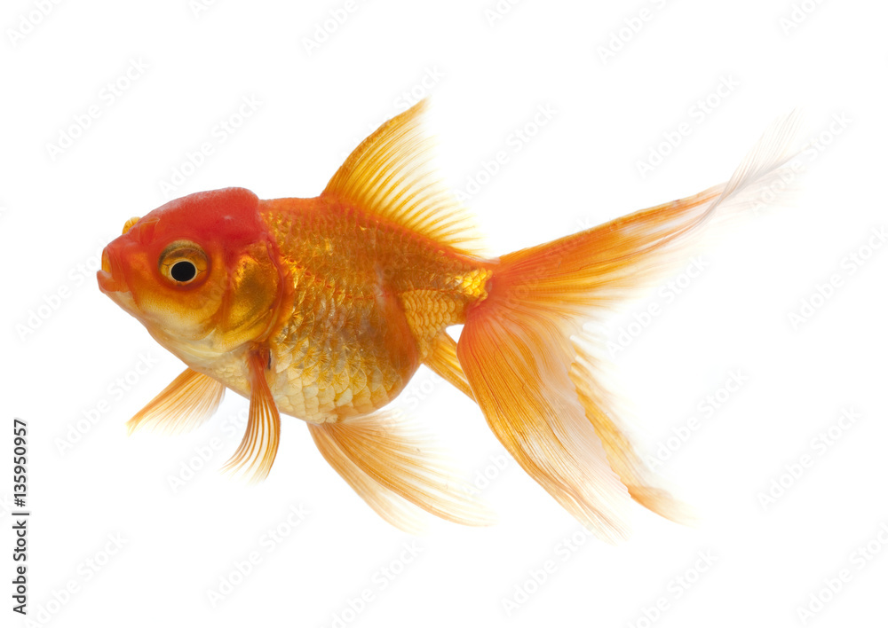 Goldfish isolated on white background Goldfish isolated on white background