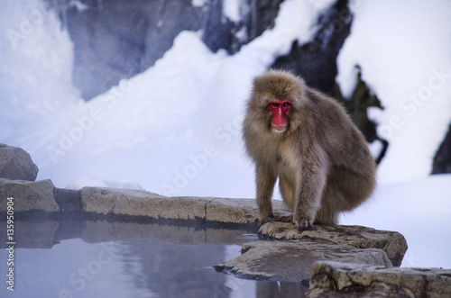 Macaque Snow Monkey by a Hot Spring © Walkerlee