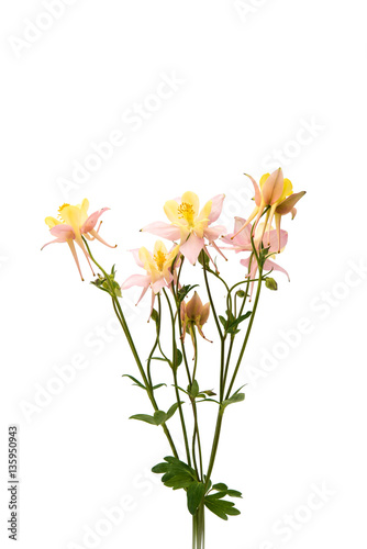 aquilegia flower isolated © ksena32