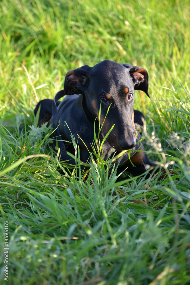 Junger Dobermann liegt auf der Wiese im Gras und die Sonne scheint Junger Dobermann liegt auf der Wiese im Gras und die Sonne scheint