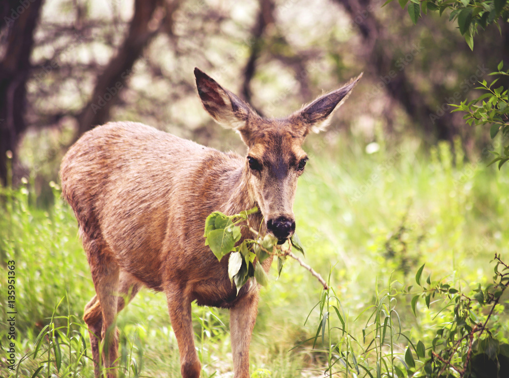  a cute deer grazing in a local park on a branch of leaves