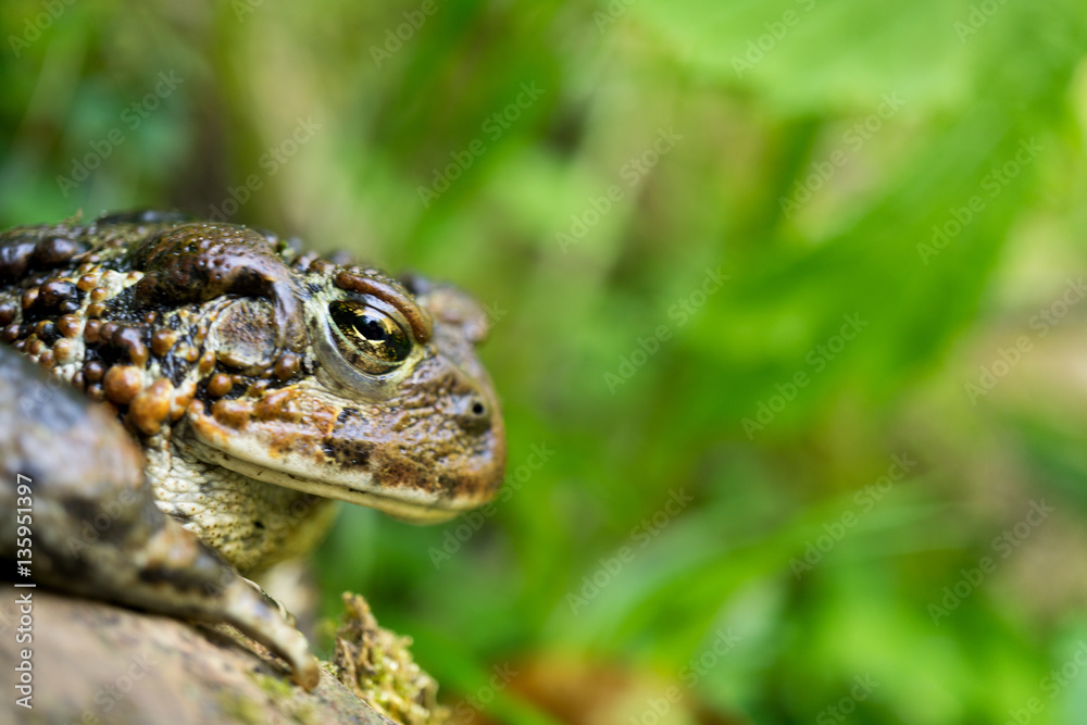 Fototapeta premium Toad in the Oregon Coastal Forest