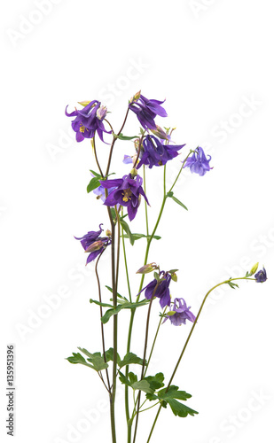 aquilegia flower isolated