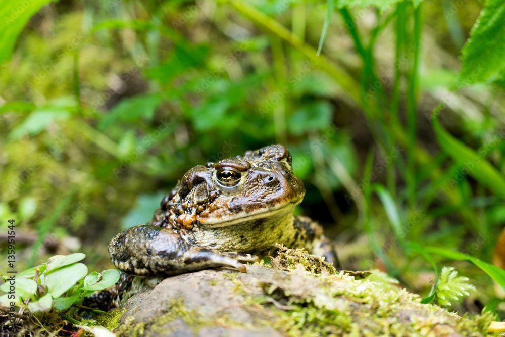 Toad in the Oregon Coastal Woods Toad in the Oregon Coastal Woods