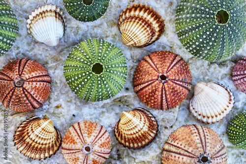 colorful sea urchins and seashells on white wet rock beach closeup