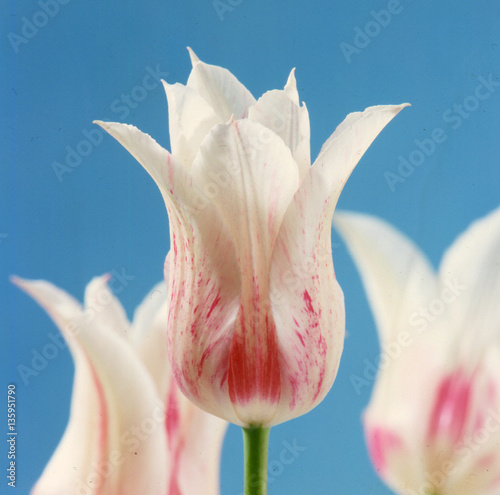 White and red tulip on blue background