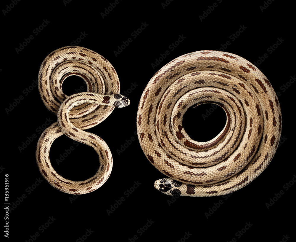 Fototapeta premium Two Eastern kingsnakes or common king snakes, number 80 Lampropeltis getula californiae, isolated black background