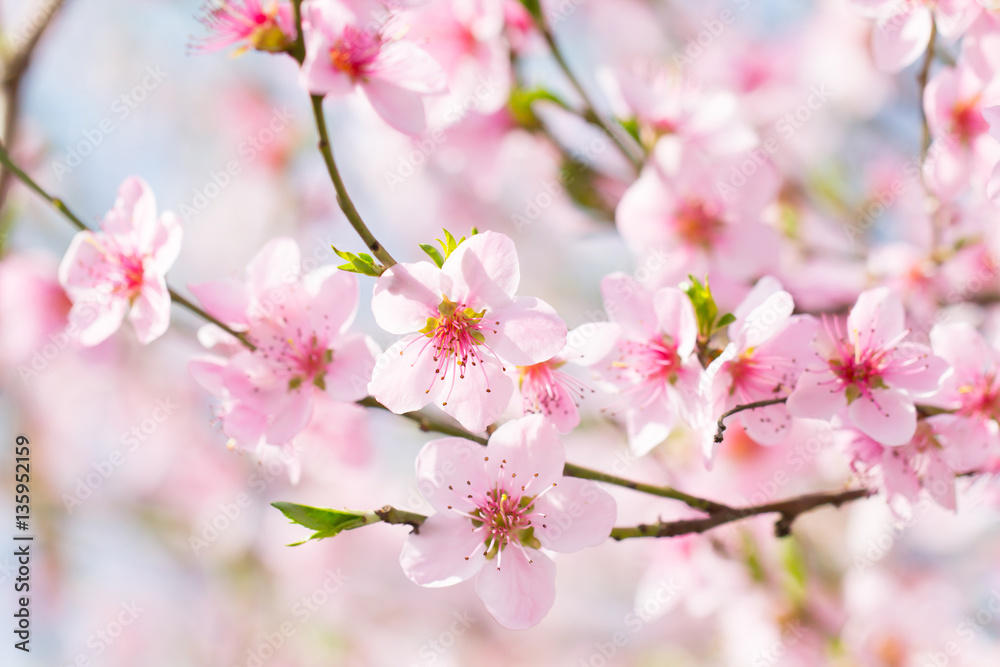 Beautiful spring background, flower blossom on a soft sun light - obrazy, fototapety, plakaty 