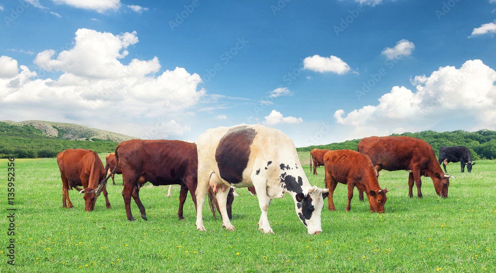 Cows on the farm. Animal composition in the summer time