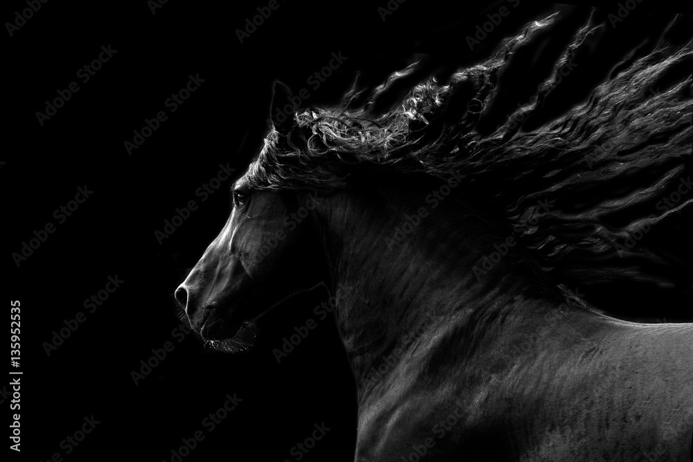 Fototapeta premium Czarny koń działa na czarnym tle