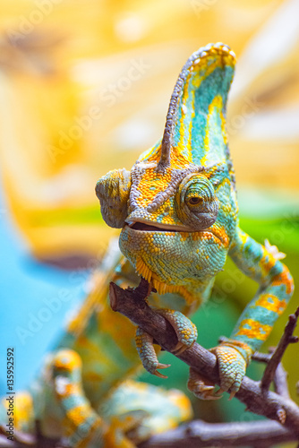 The colorful Chameleon runs slowly on a branch I