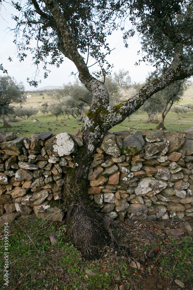 Holm oak embedded in stone wall Holm oak embedded in stone wall
