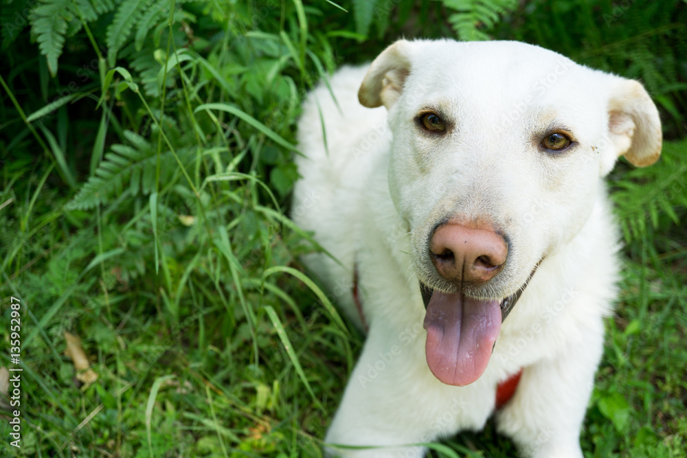 White Dog with Brown Eyes Laying in Grass White Dog with Brown Eyes Laying in Grass