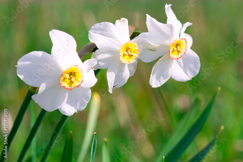 Beautiful white narcissus flower on a green spring meadow