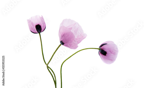 Fototapeta Naklejka Na Ścianę i Meble -  poppy flowers