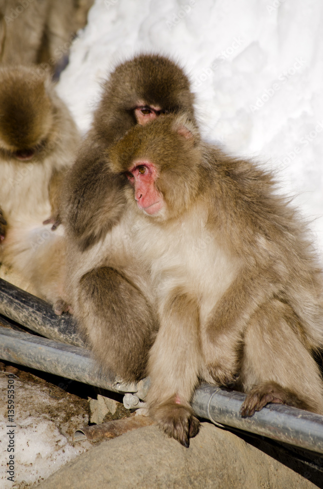 Macaque Monkeys Grooming