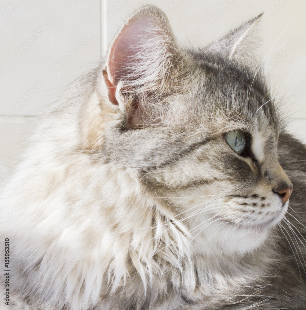 Fototapeta premium beautiful silver kitten outdoor, siberian cat female