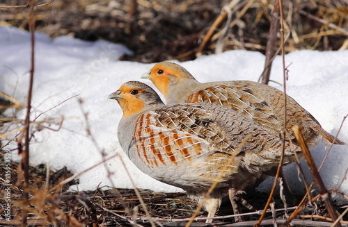 Canvastavla Gray partridge, Perdix perdix