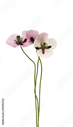 Fototapeta Naklejka Na Ścianę i Meble -  poppy flowers