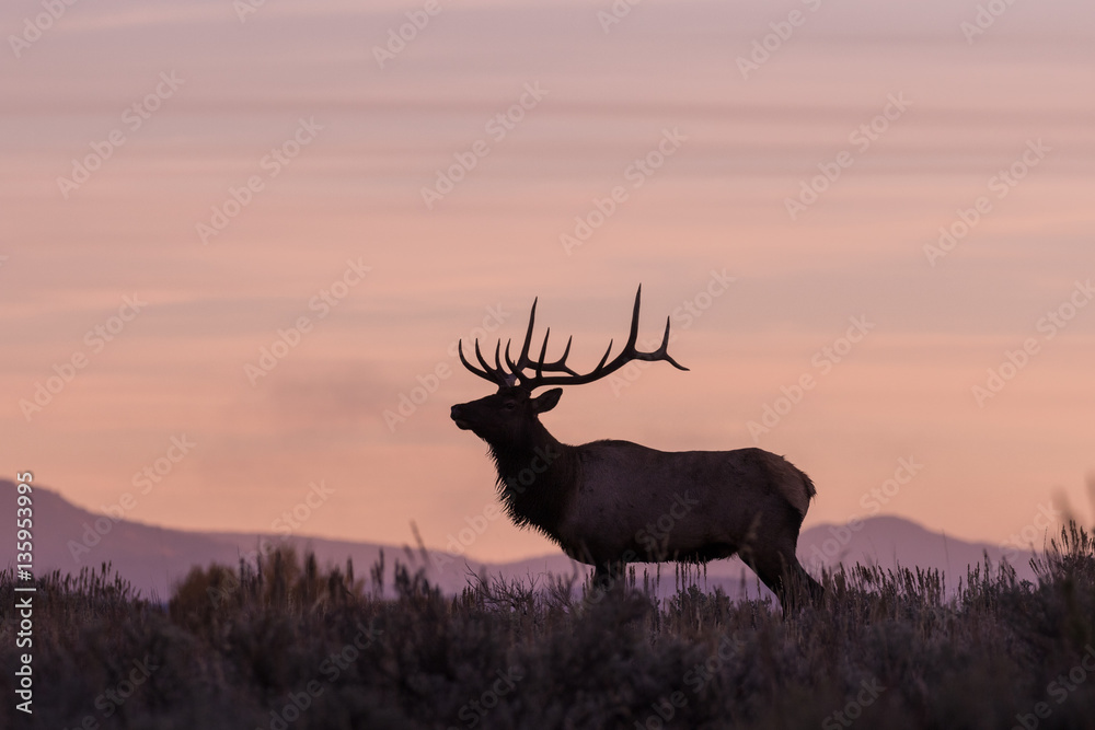 Naklejka premium Rutting Bull elk at Sunrsie