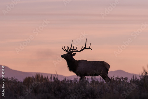 Rutting Bull elk at Sunrsie photo