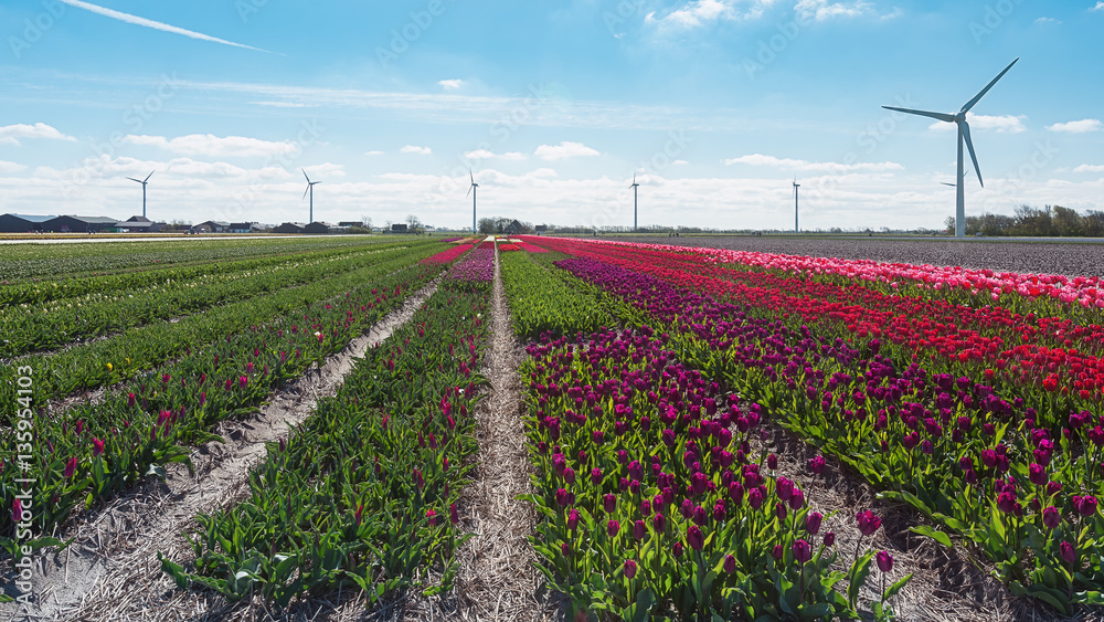 Colored field of flower bulbs in the province of North Holland.