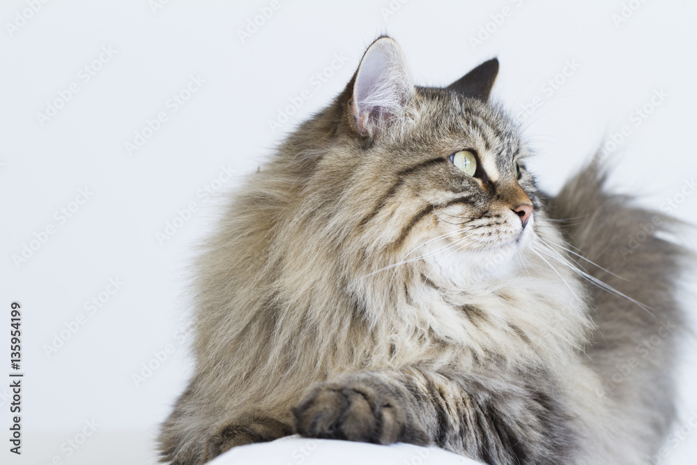 brown tabby cat of siberian breed lying on the sofa