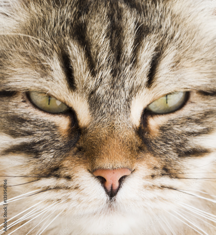 brown tabby cat of siberian breed in the garden brown tabby cat of siberian breed in the garden