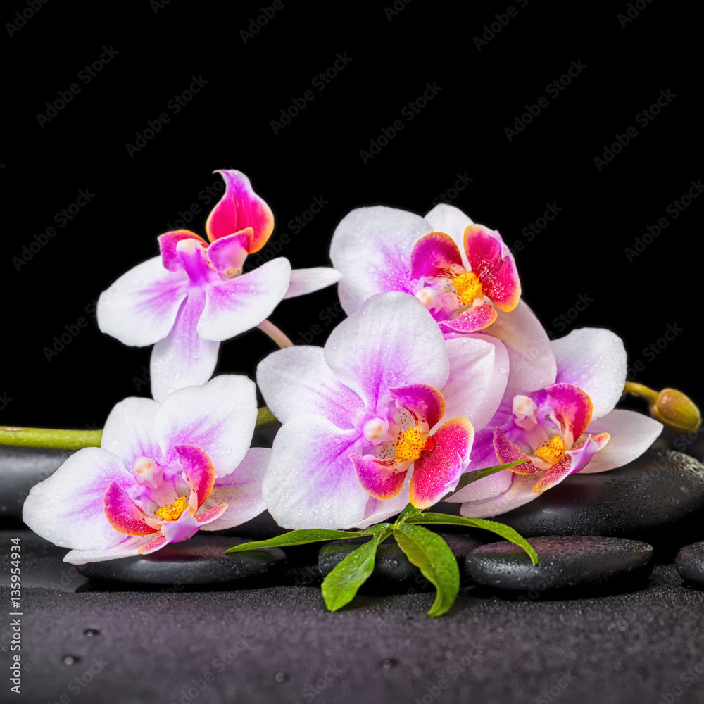 Fototapeta premium spa decoration of purple orchid phalaenopsis on black zen stones