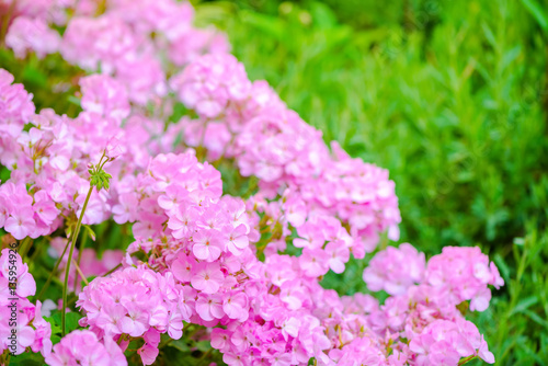 Fototapeta Naklejka Na Ścianę i Meble -  beautiful blooming pink geranium flower like as background, clos