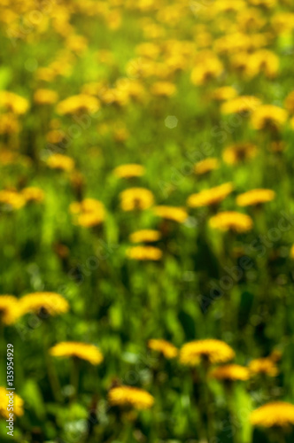 yellow flowers and grass © inerika