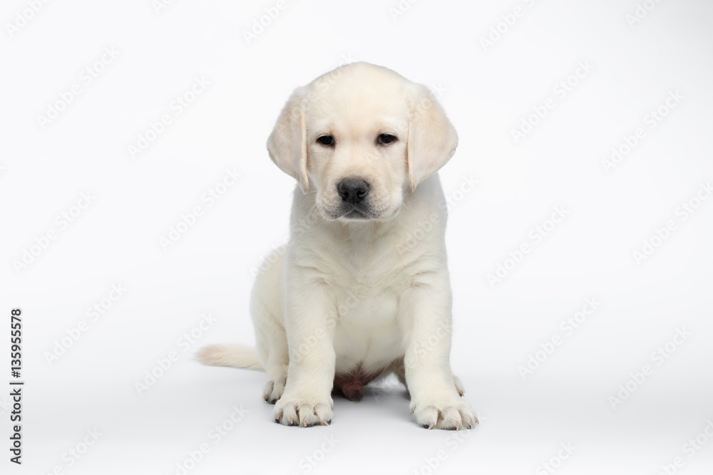 Unhappy Labrador puppy Sitting and waiting on white background, front view Unhappy Labrador puppy Sitting and waiting on white background, front view