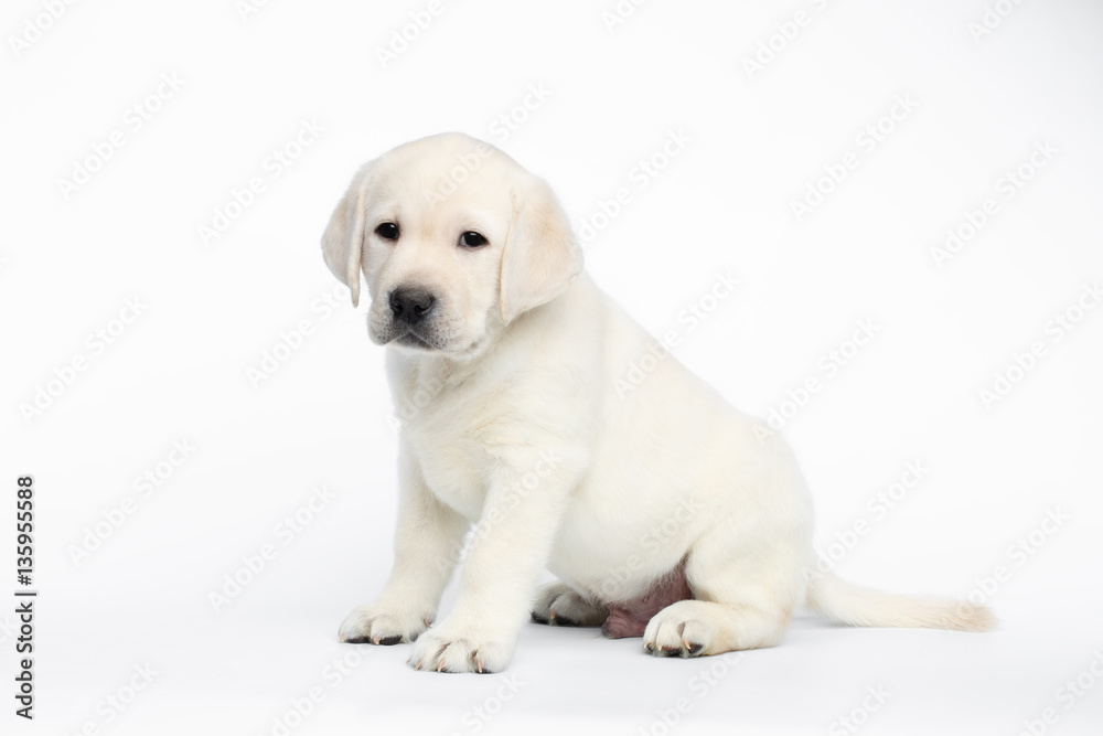 Unhappy Labrador puppy Sitting and waiting on white background, side view