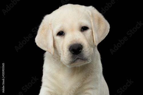 Close-up portrait of Labrador puppy Looking in camera on isolated Black background, front view © seregraff