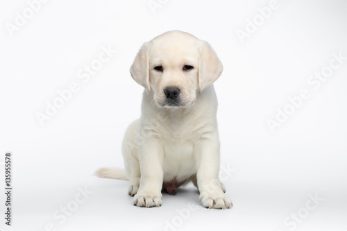 Unhappy Labrador puppy Sitting and waiting on white background, front view