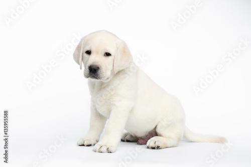 Unhappy Labrador puppy Sitting and waiting on white background, side view © seregraff
