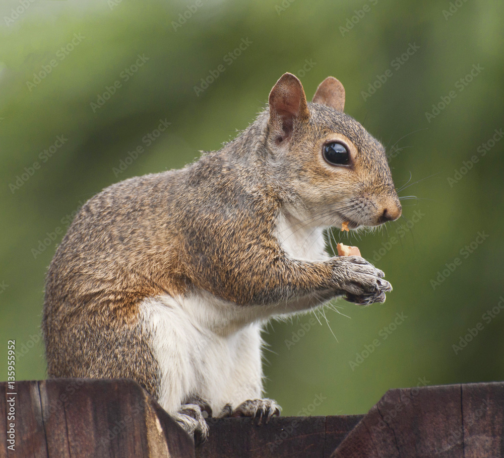 Side view of squirrel eating peanut on a fence against a blurred green background Side view of squirrel eating peanut on a fence against a blurred green background
