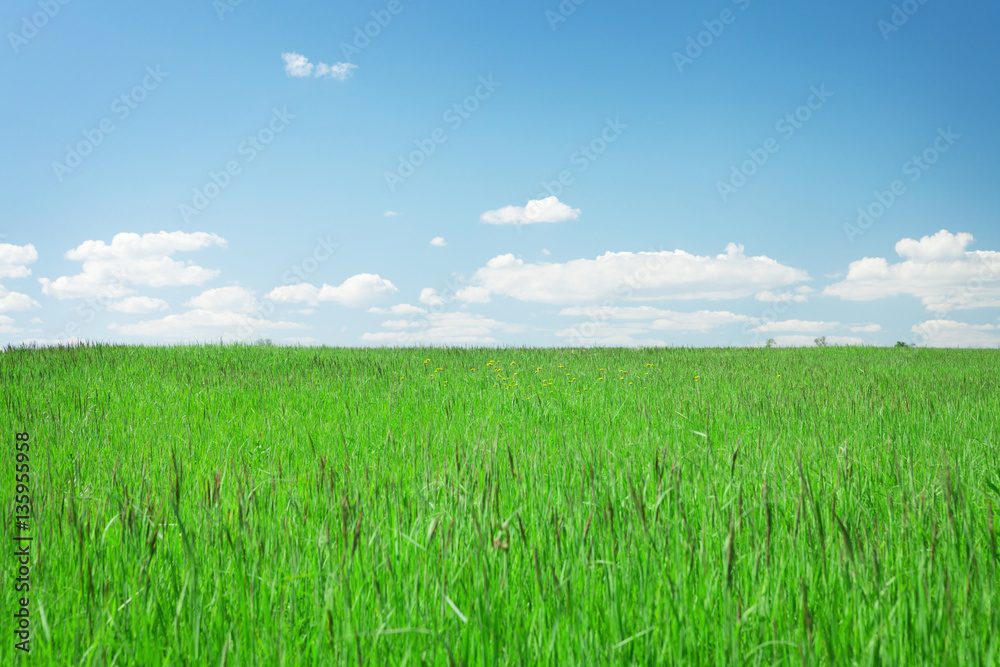 Green grass field and blue sky with clouds Green grass field and blue sky with clouds