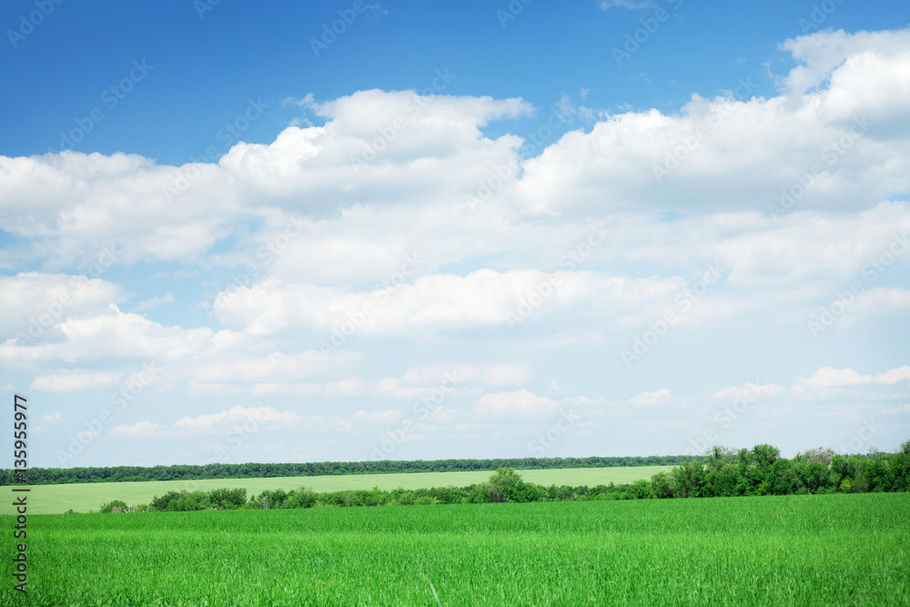 Green grass field and blue sky with clouds