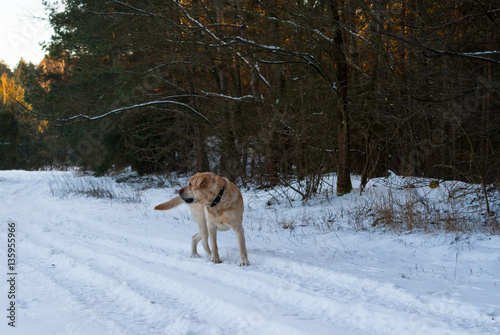 pies błąkający się po lesie w zimie