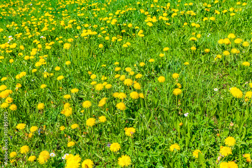 view of yellow flowers on freen meadow