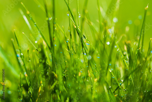 blured grass green background