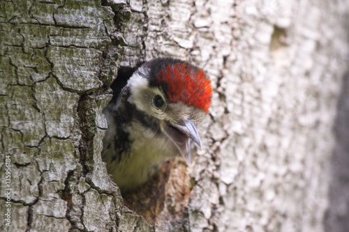 Young woodpecker