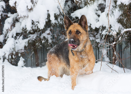 Portrait of the German shepherd on the nature of the winter in the snow