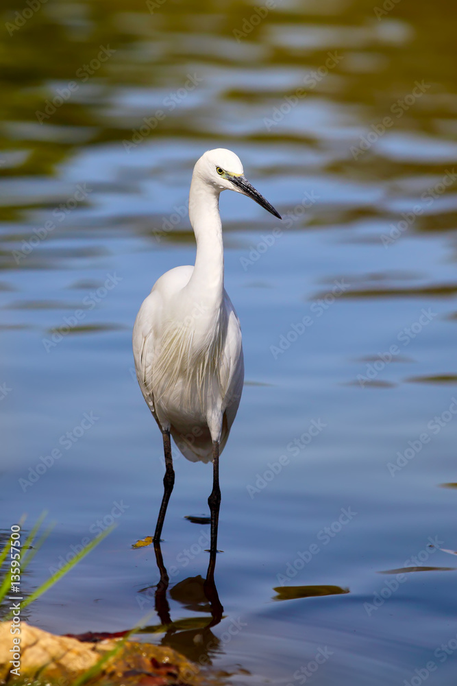 White Little egret (Egretta garzetta)