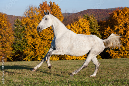 Nice white horse running on meadow