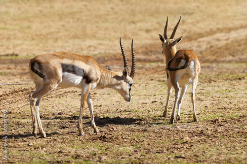 Thomson's gazelles (Eudorcas thomsonii)