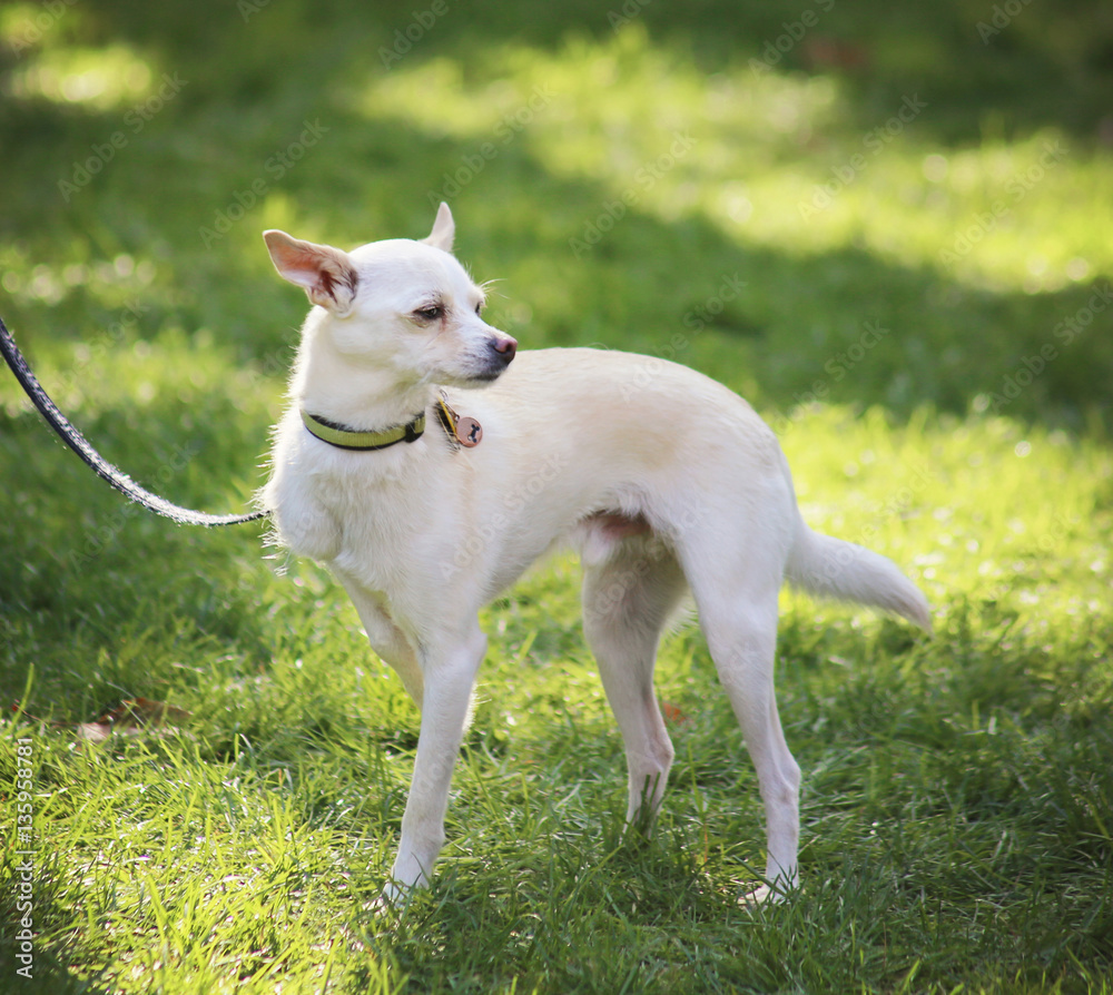a cute chihuahua at a local park on a sunny day in the summer a cute chihuahua at a local park on a sunny day in the summer