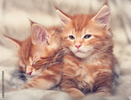 Two beautiful red solid maine coon kittens covered in warm blank © nastia1983