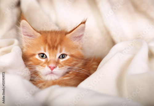 Beautiful red solid maine coon kitten covered in warm blanket an
